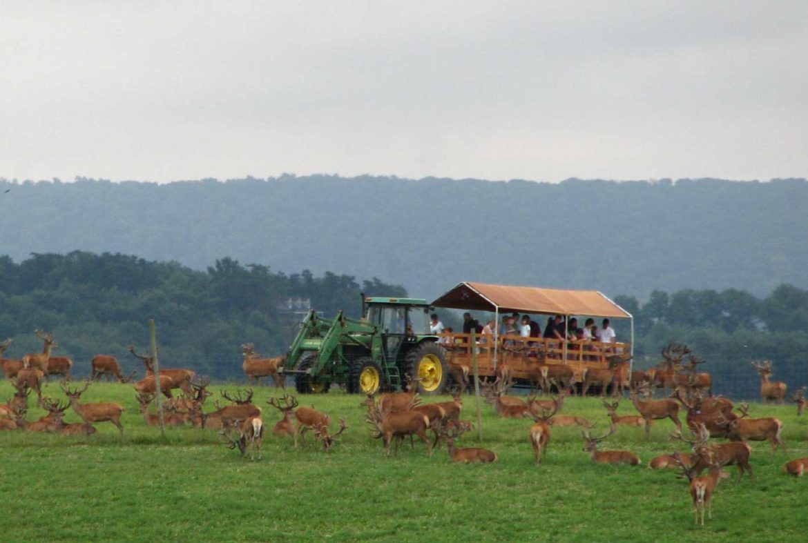 tours at rolling hills red deer farm