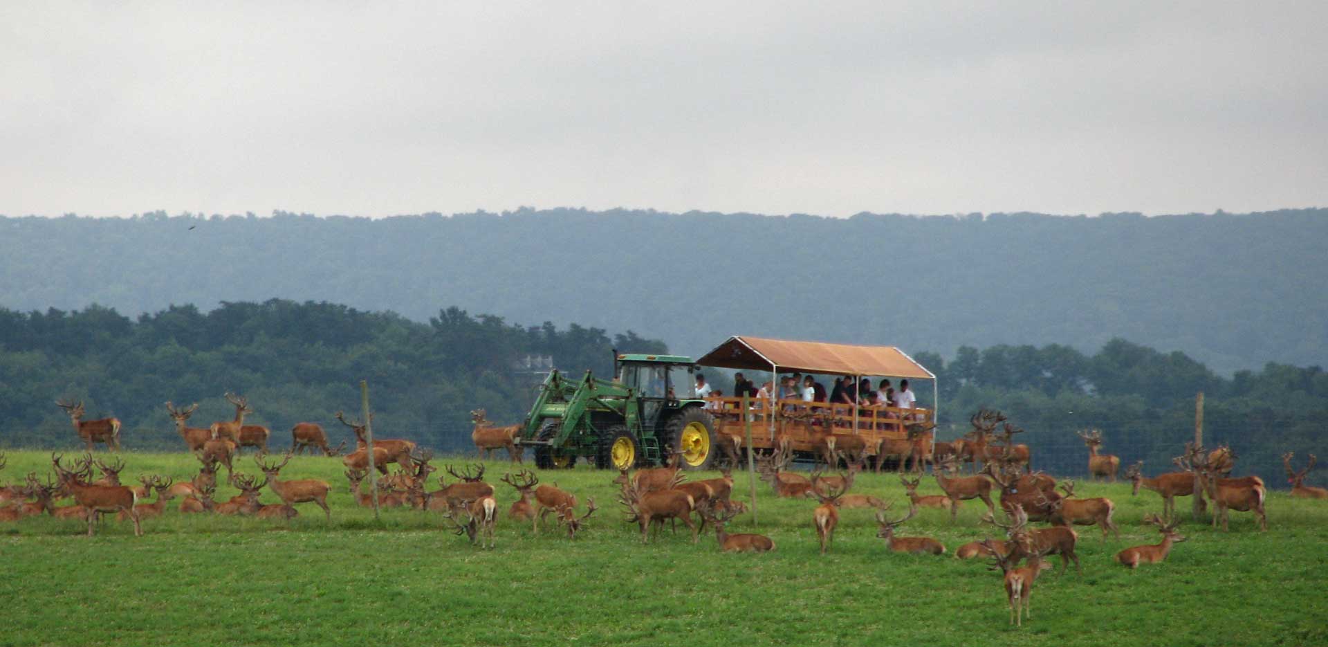 tours at rolling hills red deer farm